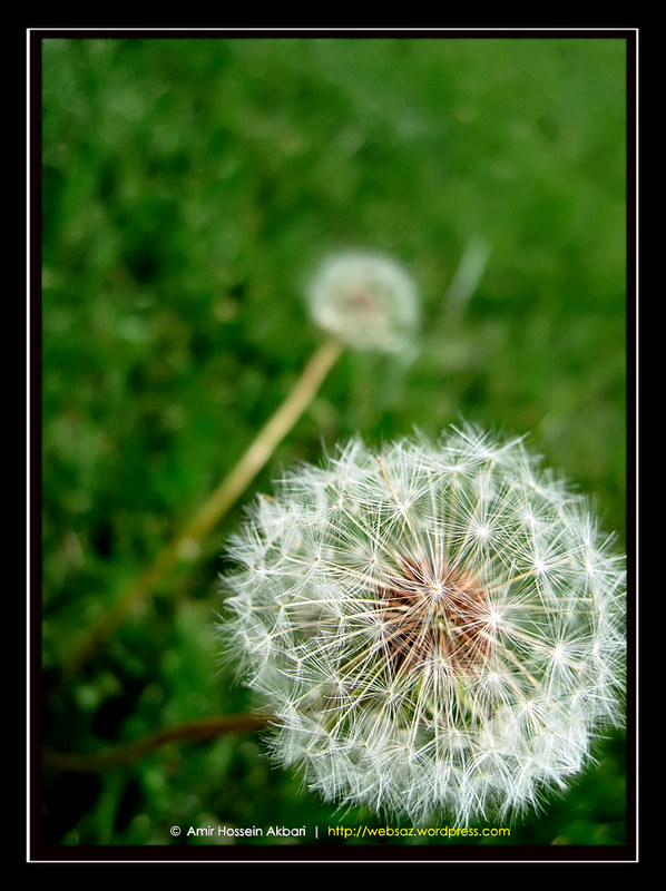 Bunga randa tapak (zenprowler/Flickr)