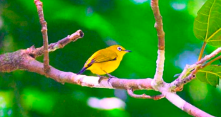 Burung kacamata pleci (Burung Indonesia)