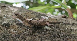 Cekibar, reptil penjaga pohon dengan penampilan yang menarik