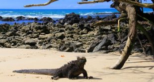 Iguana laut, reptil yang dijuluki ‘Godzilla’ di dunia nyata