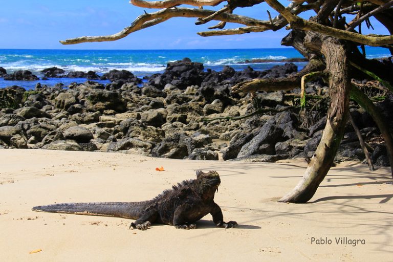 Iguana laut, reptil yang dijuluki ‘Godzilla’ di dunia nyata