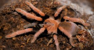 Menyingkap habitat tarantula-tarantula eksotis asli Indonesia